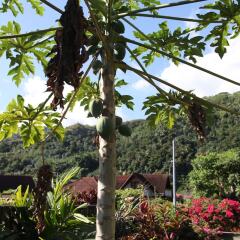 Отель Marama Lodge Tahiti Французская Полинезия, Пунаауиа - отзывы, цены и фото номеров - забронировать отель Marama Lodge Tahiti онлайн фото 6