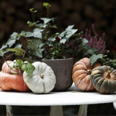Отель B&B Number 11 Exclusive Guesthouse Бельгия, Брюгге - отзывы, цены и фото номеров - забронировать отель B&B Number 11 Exclusive Guesthouse онлайн питание