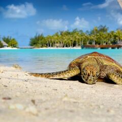 Отель Le Meridien Bora Bora Французская Полинезия, Бора-Бора - отзывы, цены и фото номеров - забронировать отель Le Meridien Bora Bora онлайн фото 9