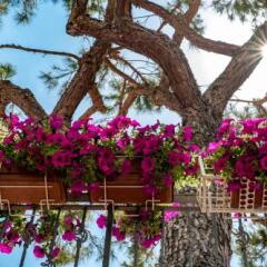 Отель Villa dei Fiori Италия, Римини - 1 отзыв об отеле, цены и фото номеров - забронировать отель Villa dei Fiori онлайн фото 5