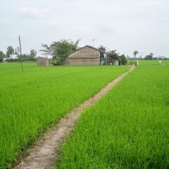 Отель Rice Flower Homestay спа