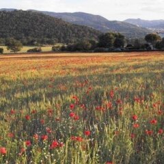 Отель Agriturismo Il Casalino Сполето приотельная территория