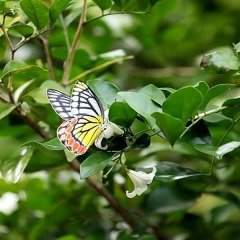 Отель Hibiscus Villa фото 8
