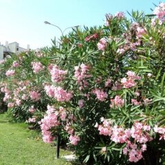 Отель Vila Bahia Италия, Нумана - отзывы, цены и фото номеров - забронировать отель Vila Bahia онлайн фото 15