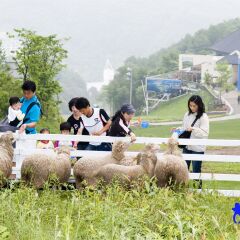 Отель Phoenix Pyeongchang Hotel Южная Корея, Пхёнчан - отзывы, цены и фото номеров - забронировать отель Phoenix Pyeongchang Hotel онлайн фото 3