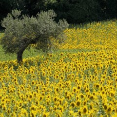 Отель Agriturismo Il Gelso Antico Италия, Реканати - отзывы, цены и фото номеров - забронировать отель Agriturismo Il Gelso Antico онлайн фото 5