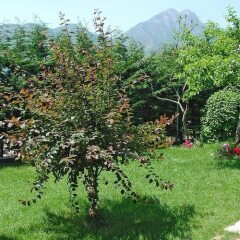 Отель Agriturismo Nonno Tobia Аджерола фото 15