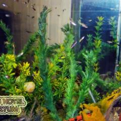 Yunus Hotel фото 6