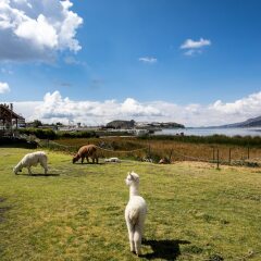 Отель Sonesta Posadas Del Inca Lago Titicaca Пуно фото 6