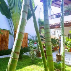 Отель Casa Luz de Luna Мексика, Сиуатанехо - отзывы, цены и фото номеров - забронировать отель Casa Luz de Luna онлайн фото 12