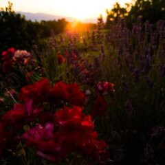 Отель Agriturismo Podere Luisa Италия, Монтеварчи - отзывы, цены и фото номеров - забронировать отель Agriturismo Podere Luisa онлайн фото 2