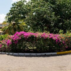 Отель Starfish Beach Studio At Montego Bay Club Resort Ямайка, Монтего-Бей - отзывы, цены и фото номеров - забронировать отель Starfish Beach Studio At Montego Bay Club Resort онлайн