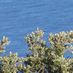Отель Agriturismo Mare e Monti Аджерола фото 23
