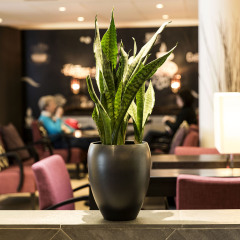 Отель Eden Hotel Amsterdam Нидерланды, Амстердам - 4 отзыва об отеле, цены и фото номеров - забронировать отель Eden Hotel Amsterdam онлайн интерьер отеля фото 2