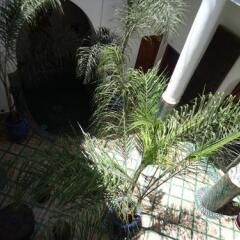 Отель Riad Tahar Oasis Марокко, Марракеш - отзывы, цены и фото номеров - забронировать отель Riad Tahar Oasis онлайн фото 7