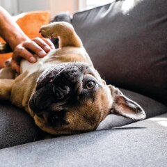 Отель Holiday Inn Calgary-Airport Канада, Калгари - отзывы, цены и фото номеров - забронировать отель Holiday Inn Calgary-Airport онлайн с домашними животными