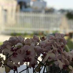 Отель Dalat Memory Inn Далат помещение для мероприятий