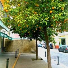 Отель Al Andalus Jerez Испания, Херес-де-ла-Фронтера - отзывы, цены и фото номеров - забронировать отель Al Andalus Jerez онлайн приотельная территория