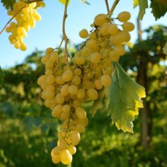 Отель Agriturismo Dartora Италия, Доло - отзывы, цены и фото номеров - забронировать отель Agriturismo Dartora онлайн фото 2