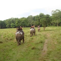 Отель Jungle Safari Lodge Непал, Саураха - отзывы, цены и фото номеров - забронировать отель Jungle Safari Lodge онлайн с домашними животными