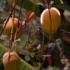 Отель Posada Señor Mañana Мексика, Сан-Хосе-дель-Кабо - отзывы, цены и фото номеров - забронировать отель Posada Señor Mañana онлайн приотельная территория