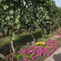 Отель La Rosa Gialla Здание Barolo фото 5