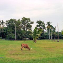 Отель Maikhao Residence с домашними животными