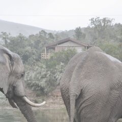Отель Addo Elephant Back Safaris and Lodge Южная Африка, Аддо - отзывы, цены и фото номеров - забронировать отель Addo Elephant Back Safaris and Lodge онлайн фото 7