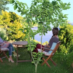 Отель Panorama Apartments Греция, Порос - 1 отзыв об отеле, цены и фото номеров - забронировать отель Panorama Apartments онлайн фото 6