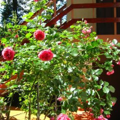 Отель Guest Complex Sosny Светлогорск фото 13