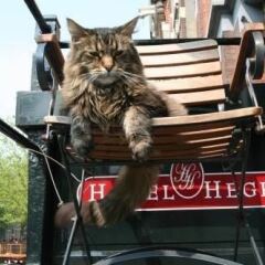 Отель Hegra Amsterdam Centre Нидерланды, Амстердам - отзывы, цены и фото номеров - забронировать отель Hegra Amsterdam Centre онлайн городской автобус