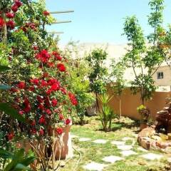 Отель Why not bedouin house Иордания, Вади-Муса - отзывы, цены и фото номеров - забронировать отель Why not bedouin house онлайн фото 9