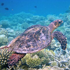 Отель Canopus Retreat Thulusdhoo Остров Гасфинолу спортивное сооружение