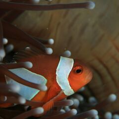 Отель Koh Tao Bamboo Huts Таиланд, Остров Тау - отзывы, цены и фото номеров - забронировать отель Koh Tao Bamboo Huts онлайн фитнесс-зал