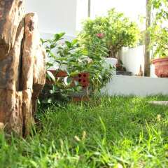 Отель Sunny Garden Homestay фото 10