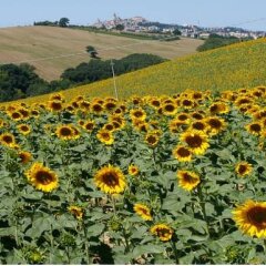 Отель B&B Il Girasole Delle Marche Мачерата фото 4