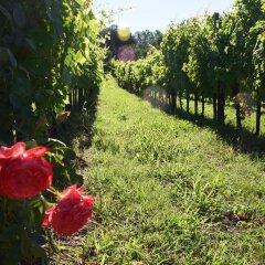 Отель Agriturismo Podere Villa Alessi Италия, Региональный парк Colli Euganei - отзывы, цены и фото номеров - забронировать отель Agriturismo Podere Villa Alessi онлайн фото 2