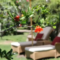 Отель Zea Curtis Garden Residence Меран фото 7