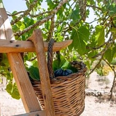 Отель Agroturisme Perola - Adults Only фото 13