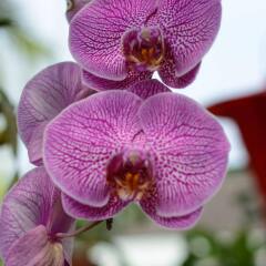 Отель Botanic Garden Villas с домашними животными