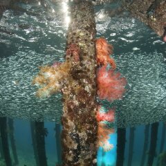 Отель Aqaba Adventure Divers Village фото 5