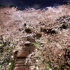 Отель Prince Sakura Tower Токио приотельная территория фото 2