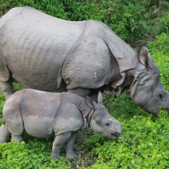 Отель Rhino Lodge & Hotel Непал, Саураха - отзывы, цены и фото номеров - забронировать отель Rhino Lodge & Hotel онлайн парковка