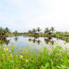 Отель Vy Hoa Hoi An Villas фото 2