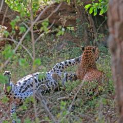 Отель Mahoora Tented Safari Camp All-Inclusive - Yala Шри-Ланка, Катарагама - отзывы, цены и фото номеров - забронировать отель Mahoora Tented Safari Camp All-Inclusive - Yala онлайн