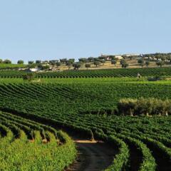 Отель Masseria Amastuola Wine Resort Криспьяно