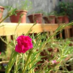 Отель Rose Courtyard фото 2