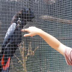 Отель Daintree Wild Zoo & Bed and Breakfast ванная фото 2