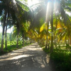 Отель Huahine Vacances пляж
