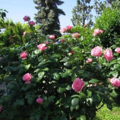 Отель B&B A Casa Di Catia Италия, Дзагароло - отзывы, цены и фото номеров - забронировать отель B&B A Casa Di Catia онлайн